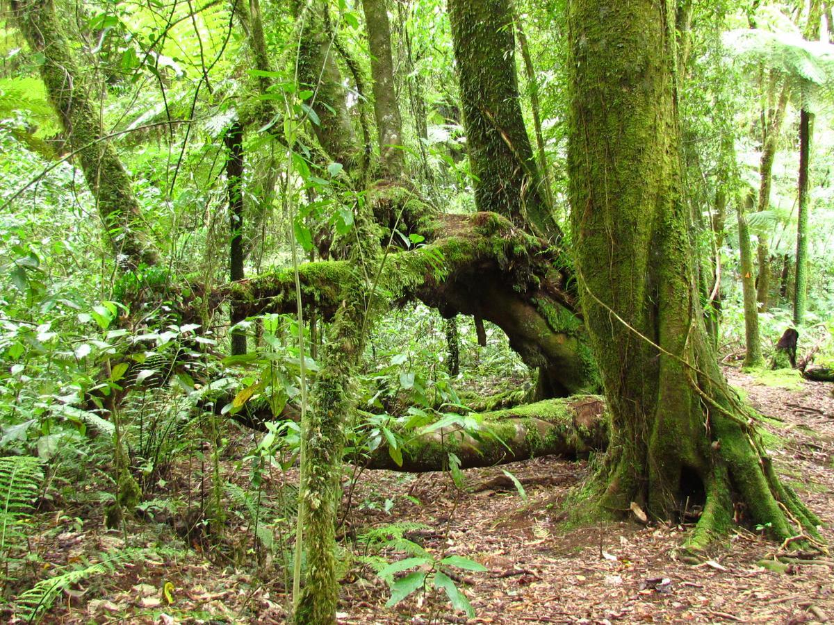 Rolling Hills Country Stay B&B Tauranga Esterno foto