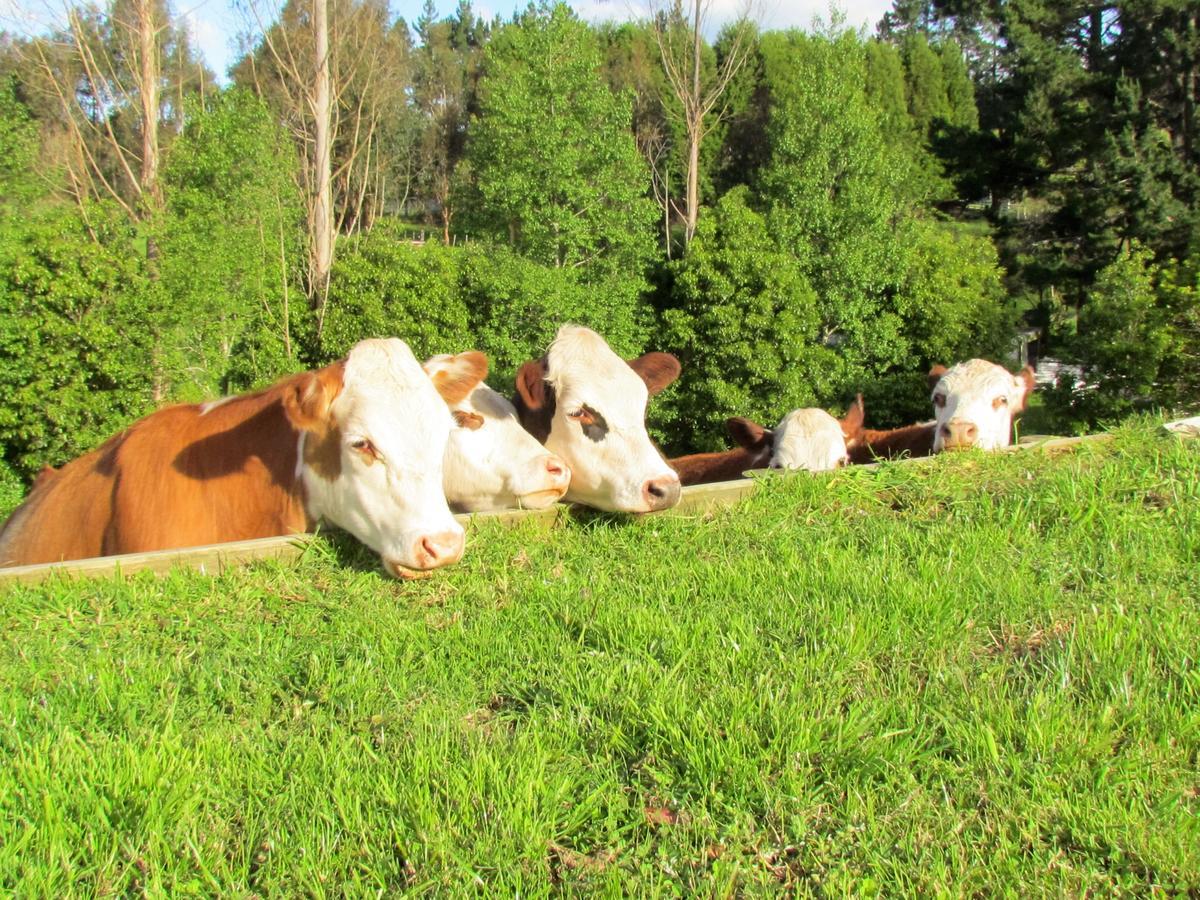 Rolling Hills Country Stay B&B Tauranga Esterno foto