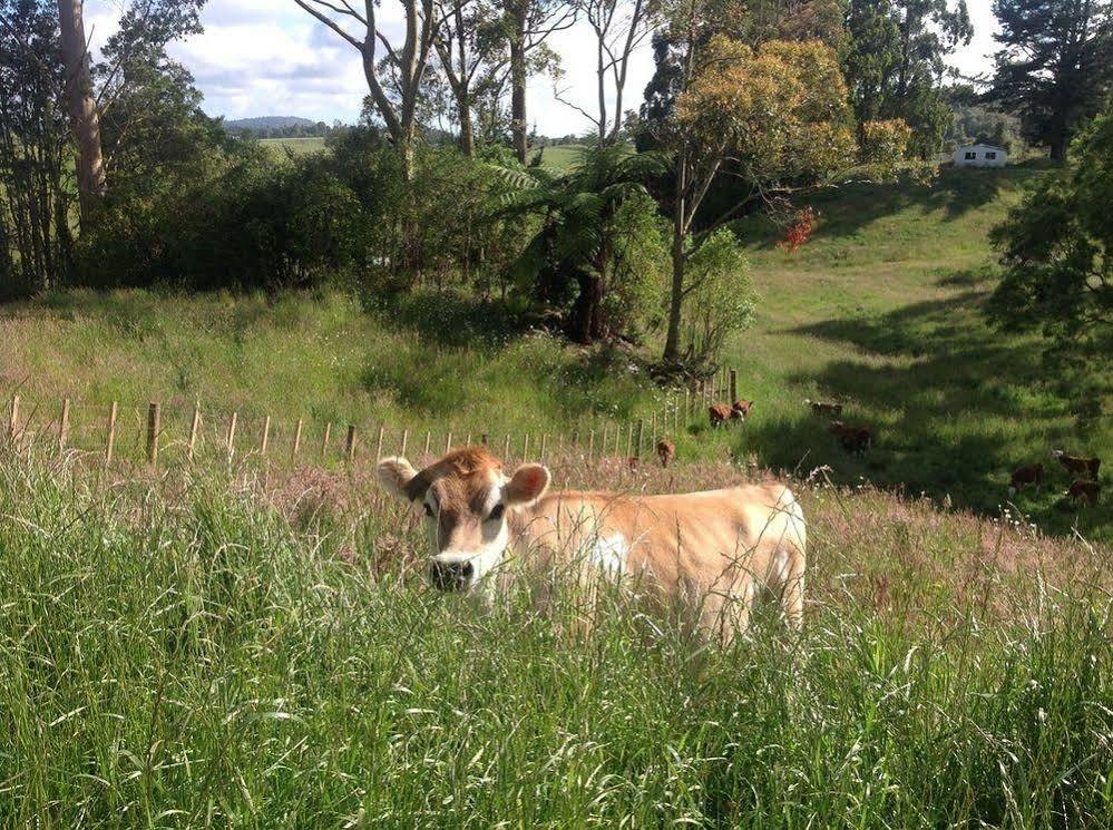 Rolling Hills Country Stay B&B Tauranga Esterno foto